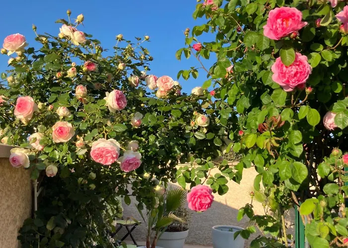 La Roseraie Pres De Vichy Guest house 3*